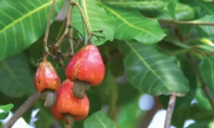 Tỉnh nào là thủ phủ hạt điều của Việt Nam? Tỉnh nào là thủ phủ hạt điều của Việt Nam?