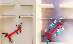 Kiến đánh bại con người trong thử thách nhóm Kiến đánh bại con người trong thử thách nhóm
