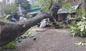 Cây đổ trong mưa, đè người đi xe máy Cây đổ trong mưa, đè người đi xe máy